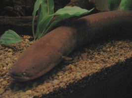 Electric eel