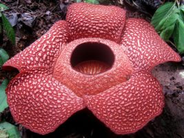 Corpse Flower Rafflesia arnoldii
